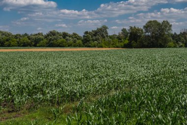 Yazın başında tarlada mısır yetişen manzara