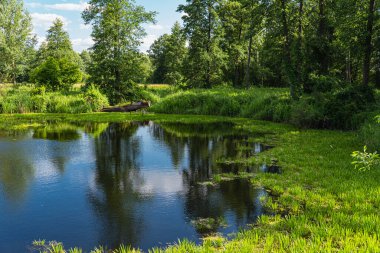 Polonya 'da böcek nehrinin yakınındaki bir öküz kuşunun doğal manzarası.