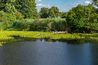 Polonya 'da böcek nehrinin yakınındaki bir öküz kuşunun doğal manzarası.