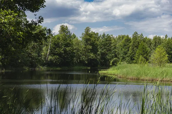 stock image Natural landscape of an oxbow lake near to a river of bug in eatern Poland