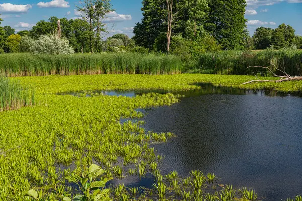 stock image Natural landscape of an oxbow lake near to a river of bug in eatern Poland