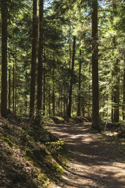 Yaz mevsiminde orman boyunca uzanan patika.