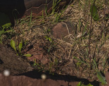 Bir kum kertenkelesine doğal ortamında yaklaşmak