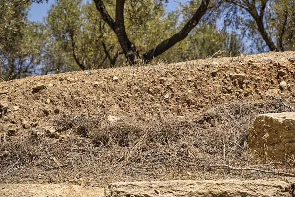 stock image Detail of dry soil in mediterranean region