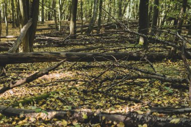Sonbahar mevsiminde güneşli bir günde, güçlü ve yıkıcı rüzgarların ardından ormandaki devrilmiş ağaçlar.