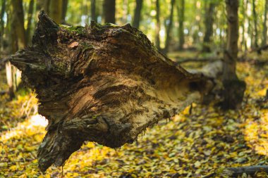 Sonbahar mevsiminde güneşli bir günde, güçlü ve yıkıcı rüzgarların ardından ormandaki devrilmiş ağaçlar.