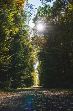 Sonbaharda güneşli bir günde yerdeki yapraklarla dolu bir ormanın içinden geçen toprak yolu.
