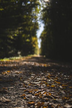 Sarı yaprakların ayrıntıları sonbahar mevsiminde güneşli bir günde ormanın içinde bir patikada uzanır.