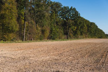 Sonbaharda güneşli bir günde ormanın önündeki boş tarlalar.