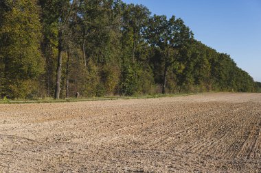 Landscape with empty fields in front of forest during sunny day in autumn clipart