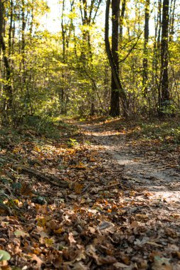 Sonbaharda güneşli bir günde yerdeki yapraklarla dolu bir ormanın içinden geçen toprak yolu.