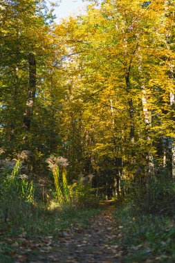 Sonbaharda güneşli bir günde yerdeki yapraklarla dolu bir ormanın içinden geçen toprak yolu.