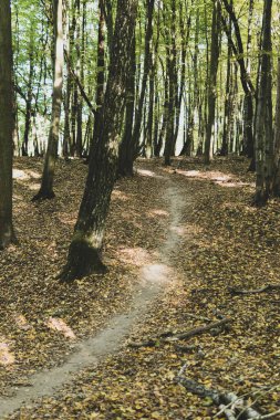 Sonbaharda güneşli bir günde yerdeki yapraklarla dolu bir ormanın içinden geçen toprak yolu.