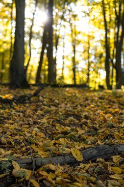 Sonbahar mevsiminde güneşli bir günde, güçlü ve yıkıcı rüzgarların ardından ormandaki devrilmiş ağaçlar.
