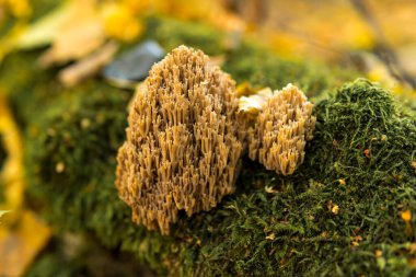 Ramaria aurea 'ya yakın olan Gomphaceae ailesinden bir mercan mantarı ormanın zemininde yetişiyor.