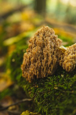 Ramaria aurea 'ya yakın olan Gomphaceae ailesinden bir mercan mantarı ormanın zemininde yetişiyor.