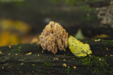 Ramaria aurea 'ya yakın olan Gomphaceae ailesinden bir mercan mantarı ormanın zemininde yetişiyor.