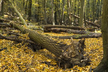 Sonbahar mevsiminde güneşli bir günde, güçlü ve yıkıcı rüzgarların ardından ormandaki devrilmiş ağaçlar.