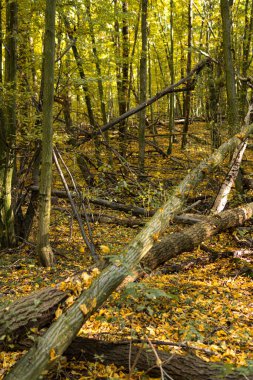 Sonbahar mevsiminde güneşli bir günde, güçlü ve yıkıcı rüzgarların ardından ormandaki devrilmiş ağaçlar.