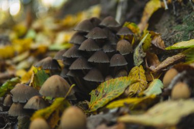 Coprinellus 'un ayrıntıları genellikle sonbahar mevsiminde bir yerde büyüyen peri mürekkebi olarak bilinir.