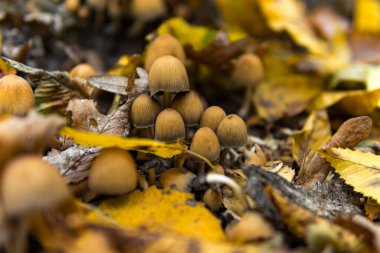 Coprinellus 'un ayrıntıları genellikle sonbahar mevsiminde bir yerde büyüyen peri mürekkebi olarak bilinir.