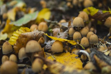 Coprinellus 'un ayrıntıları genellikle sonbahar mevsiminde bir yerde büyüyen peri mürekkebi olarak bilinir.