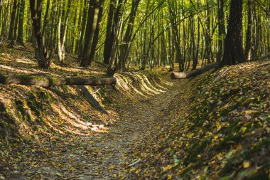 Ormanın içindeki bir patikada devrilmiş bir ağaç.
