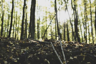 Sonbahar mevsiminde bir ormanda büyüyen küçük sopaların ayrıntıları
