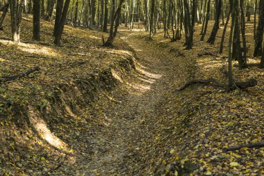 Sonbaharda güneşli bir günde yerdeki yapraklarla dolu bir ormanın içinden geçen toprak yolu.