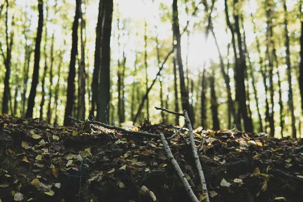Sonbahar mevsiminde bir ormanda büyüyen küçük sopaların ayrıntıları