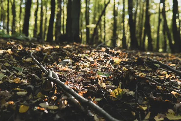 Sonbahar mevsiminde bir ormanda büyüyen küçük sopaların ayrıntıları