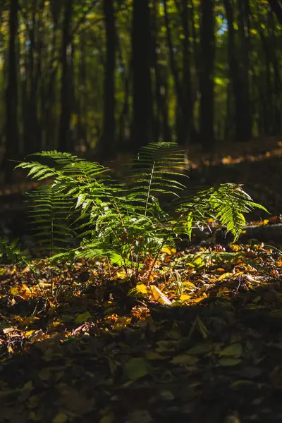 Sonbahar mevsiminin başlangıcında güneşli bir günde ormanda büyüyen tek eğreltiotu.