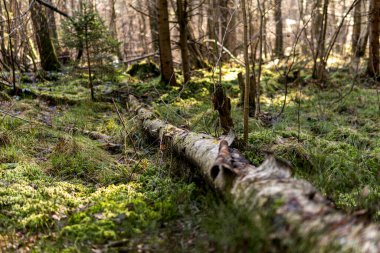 Yeşil yosunlarla kaplı huş ağacı yere düştü.