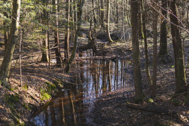 Kış mevsiminde ormanın ortasında küçük bir dere.