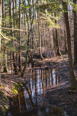 Kış mevsiminde ormanın ortasında küçük bir dere.