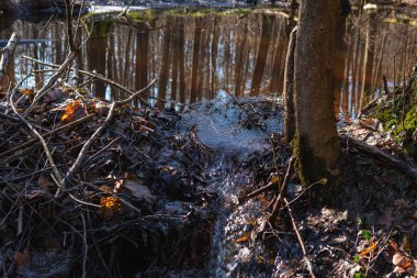 Ormanda nehirde bir kunduz barajının parçası.