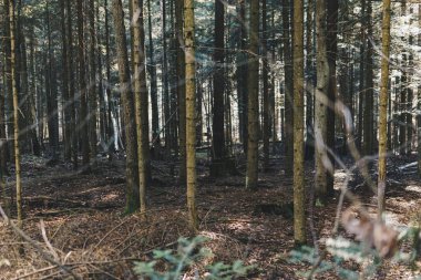 Karsız kış boyunca kozalaklı bir ormanın manzarası