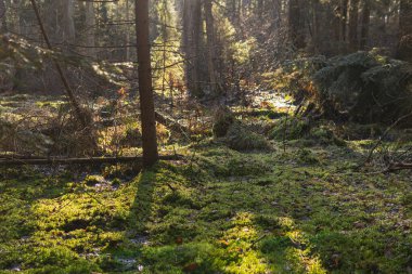 Ormanda yeşil yosun yetişiyor.