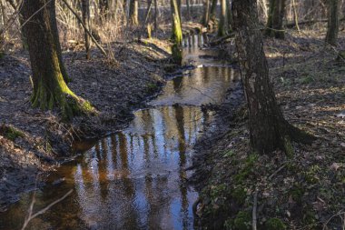 Kış mevsiminde ormanın ortasında küçük bir dere.