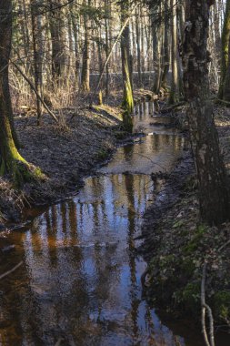 Kış mevsiminde ormanın ortasında küçük bir dere.