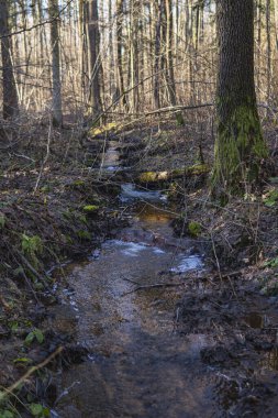 Kış mevsiminde ormanın ortasında küçük bir dere.