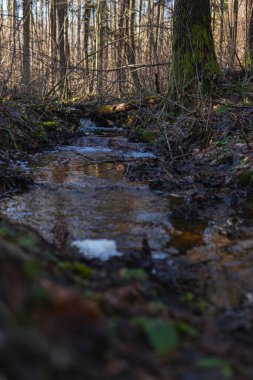 Kış mevsiminde ormanın ortasında küçük bir dere.