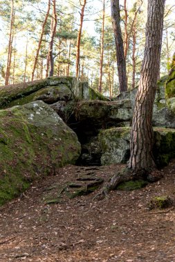 Yeşil yosunlarla kaplı kumtaşı kayaları kozalaklı ormanlarda