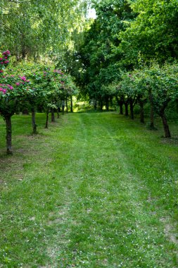 Ağaçlar kırsaldaki bir meyve bahçesinde sıra sıra yetişiyor.