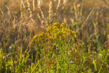 Jacobaea vulgaris tarlada yetişen yaygın bir ottur.
