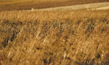 Tarladaki yabani otlar gibi büyüyen bir çok otun yakın çekimi