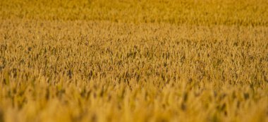 Yazın hasat zamanından hemen önce tarlada buğday yetişiyor.