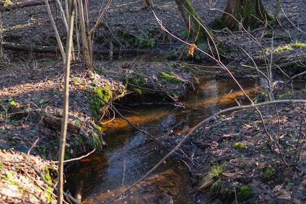 Kış mevsiminde ormanın ortasında küçük bir dere.