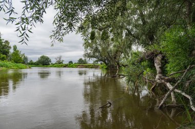 Polonya ve Belarus sınırındaki böcek nehri vadisinin doğal manzarası.