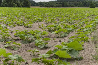 Yaz boyunca tarlada büyüyen salatalıkların ayrıntıları.